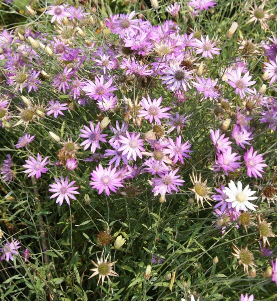 ИНТЕНЗИВЕН КРЕМ-ЕЛИКСИР С БЕЗСМЪРТНИЧЕ И КОНОП